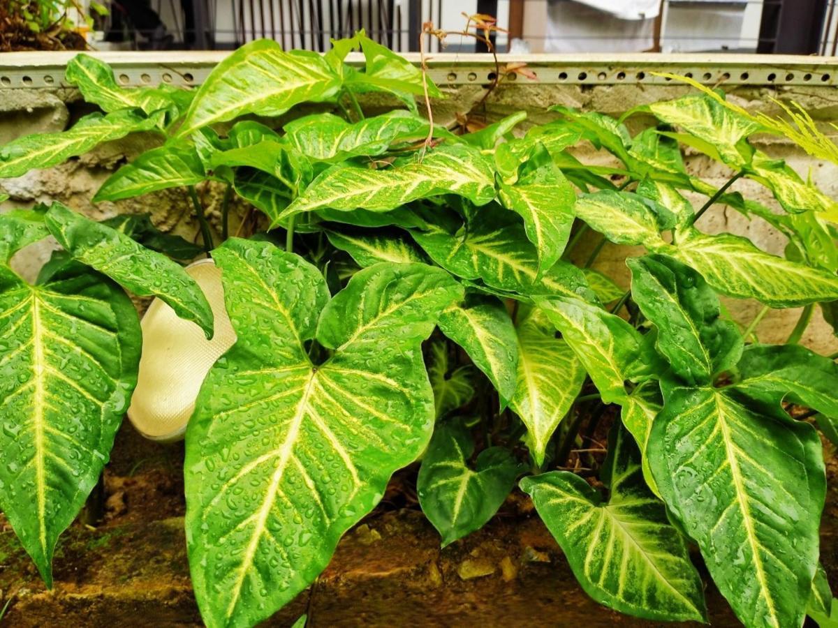 Hotel De Nara-Sha Extra Plus Chiang Mai Dış mekan fotoğraf